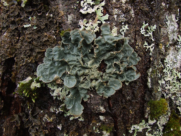 jamkatec bradavičnatý Lobaria scrobiculata (Scop.) P. Gaertn.