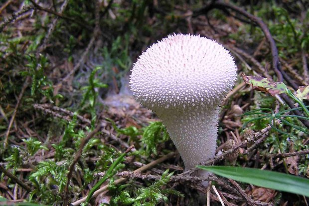 prášnica bradavičnatá Lycoperdon perlatum Pers.