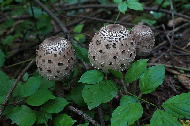 bedľa vysoká Macrolepiota procera (Scop.) Singer