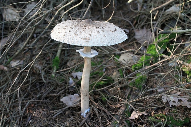 bedľa vysoká Macrolepiota procera (Scop.) Singer