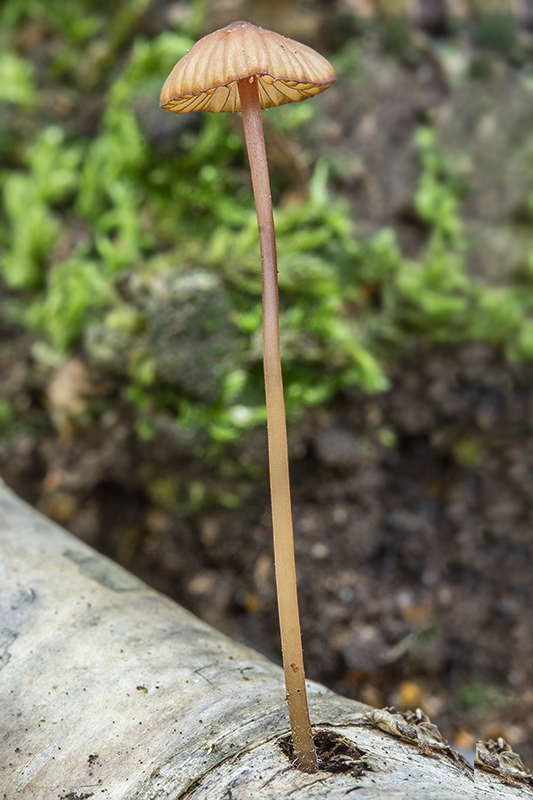 prilbička Mycena sp.