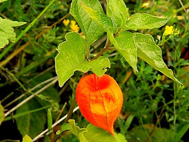 machovka čerešňová Physalis alkekengi L.