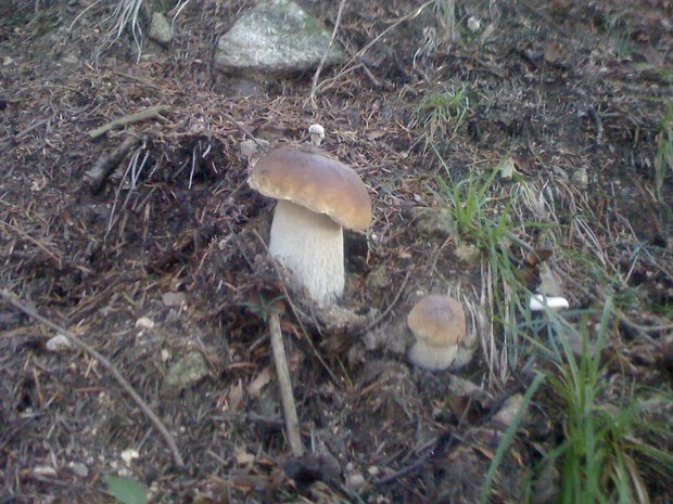 hríb smrekový Boletus edulis Bull.