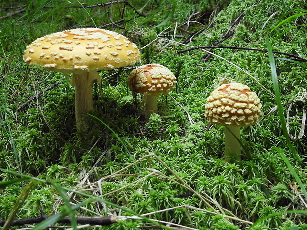 muchotrávka kráľovská Amanita regalis (Fr.) Michael