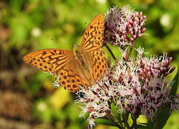 perlovec striebristopásy Argynnis paphia