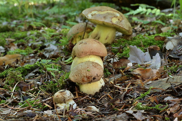 hríb horský Butyriboletus subappendiculatus (Dermek, Lazebn. & J. Veselský) D. Arora & J.L. Frank