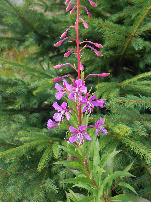 kyprina úzkolistá Chamerion angustifolium (L.) Holub