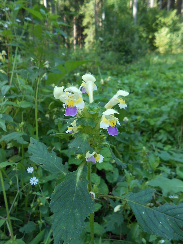 konopnica úhľadná Galeopsis speciosa Mill.