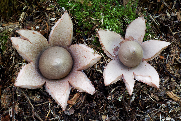 hviezdovka červenkastá Geastrum rufescens Pers.