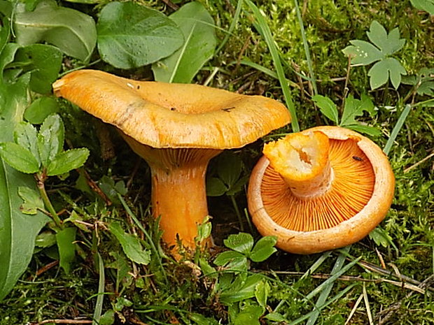 rýdzik Lactarius sp.