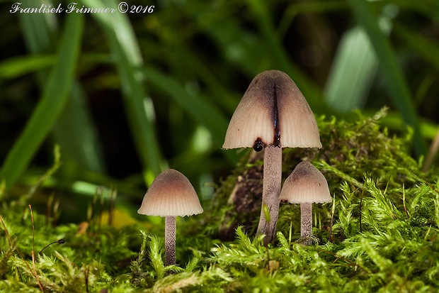 prilbička krvavomliečna Mycena haematopus (Pers.) P. Kumm.