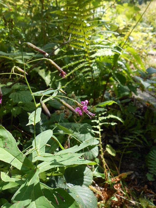 srnovník purpurový Prenanthes purpurea L.