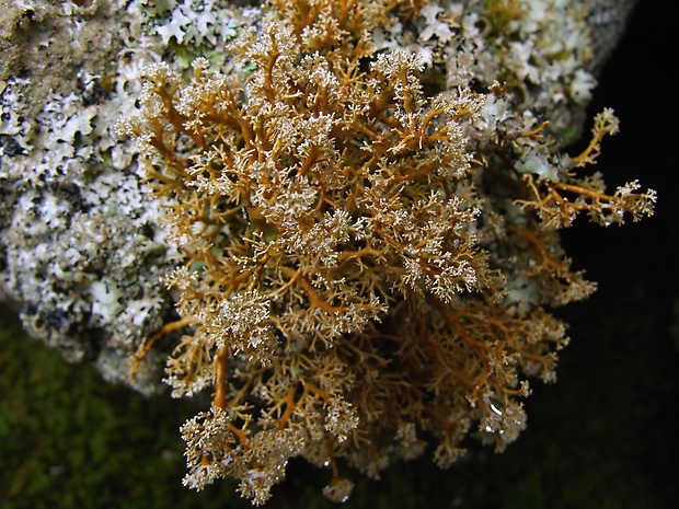 paličkovec koralovitý Sphaerophorus globosus (Huds.) Vain.