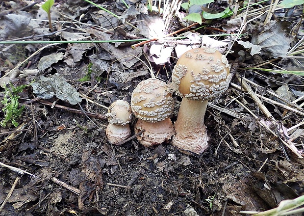 muchotrávka červenkastá Amanita rubescens Pers.