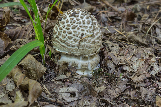 muchotrávka Amanita sp.