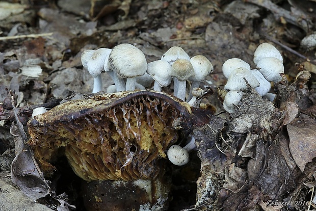 príživnica obyčajná Asterophora parasitica (Bull.) Singer