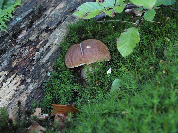 hríb smrekový Boletus edulis Bull.