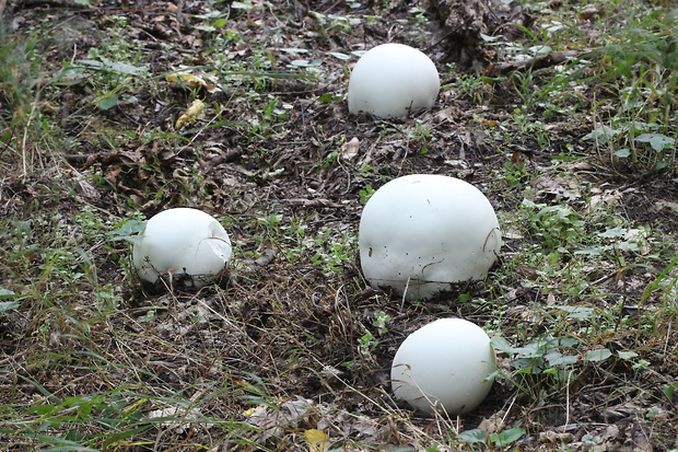 vatovec obrovský Calvatia gigantea (Batsch) Lloyd