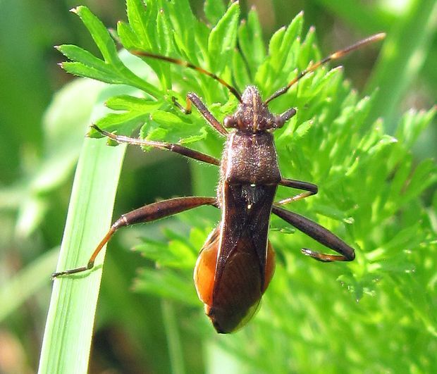 obrubnica Camptopus lateralis Germar, 1817