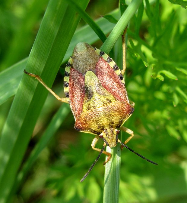 bzdocha menivá Carpocoris pudicus Poda, 1761