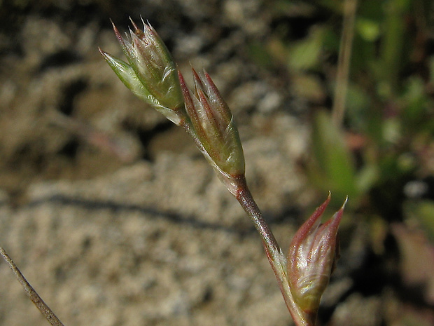 sitina drobná Juncus minutulus (Albert &amp; Jahandiez) Prain