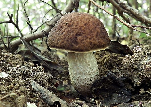 kozák hrabový Leccinum pseudoscabrum (Kallenb.) Šutara