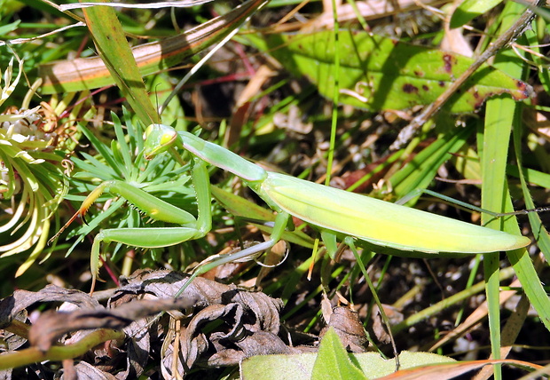 modlivka zelená  Mantis religiosa