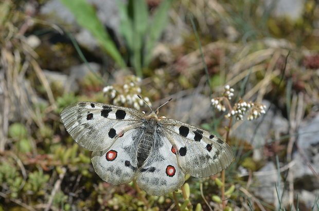 jasoň červenooký Parnassius apollo