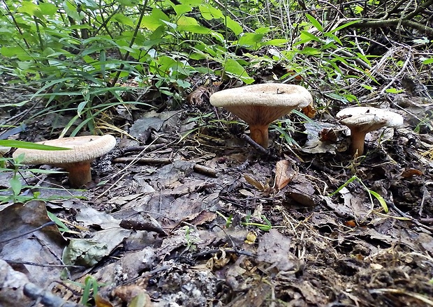 čechračka podvinutá Paxillus involutus (Batsch) Fr.