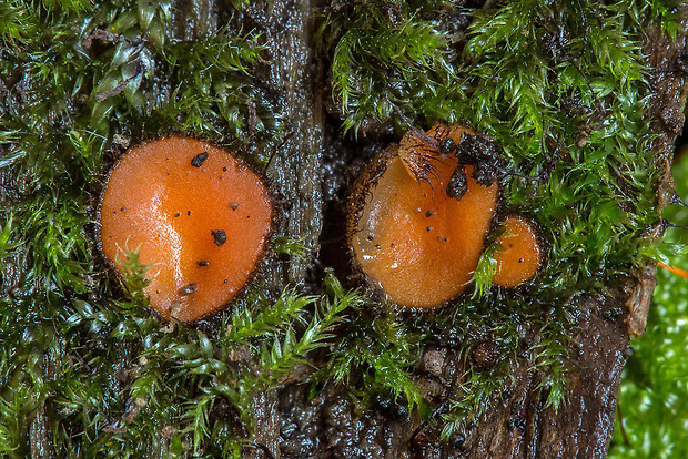 štítovnička Scutellinia sp.