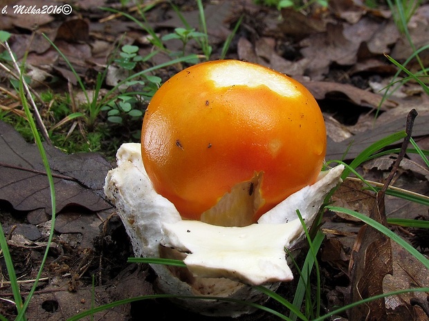 muchotrávka cisárska Amanita caesarea (Scop.) Pers.