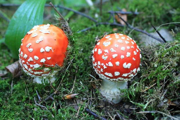 muchotrávka červená Amanita muscaria (L.) Lam.