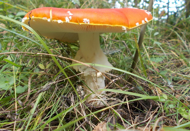 muchotrávka červená Amanita muscaria (L.) Lam.