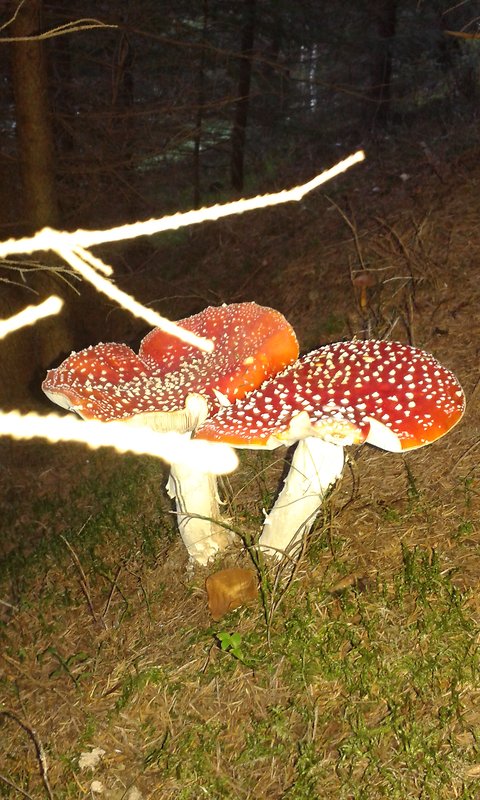 muchotrávka červená Amanita muscaria (L.) Lam.