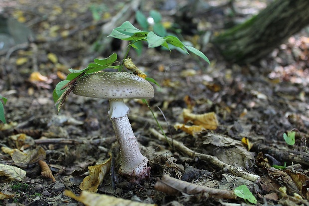 muchotrávka červenkastá Amanita rubescens Pers.