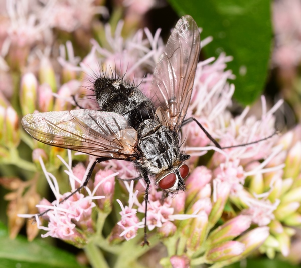 bystruša Billaea maritima (Schiner, 1862)