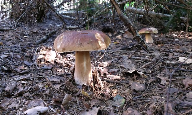 hríb smrekový Boletus edulis Bull.