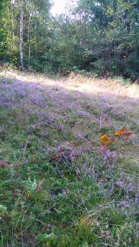 vres obyčajný Calluna vulgaris (L.) Hull