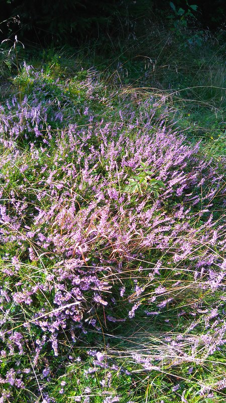 vres obyčajný Calluna vulgaris (L.) Hull