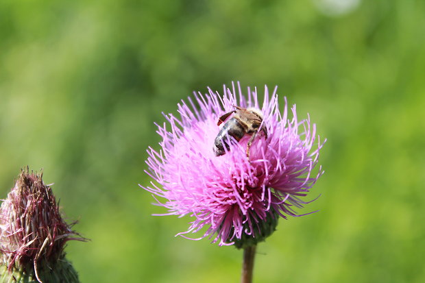 pichliač  Cirsium sp.