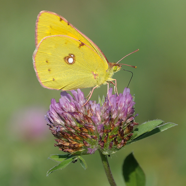 žltáčik vičencový Colias crocea