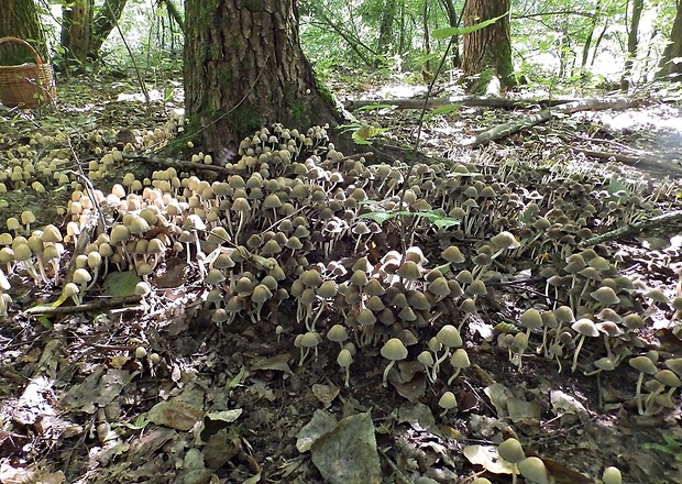 hnojník lesný Coprinus silvaticus Peck