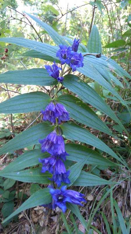 horec luskáčovitý Gentiana asclepiadea L.