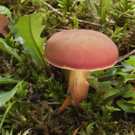 suchohríb karmínový Hortiboletus rubellus (Krombh.) Simonini, Vizzini & Gelardi