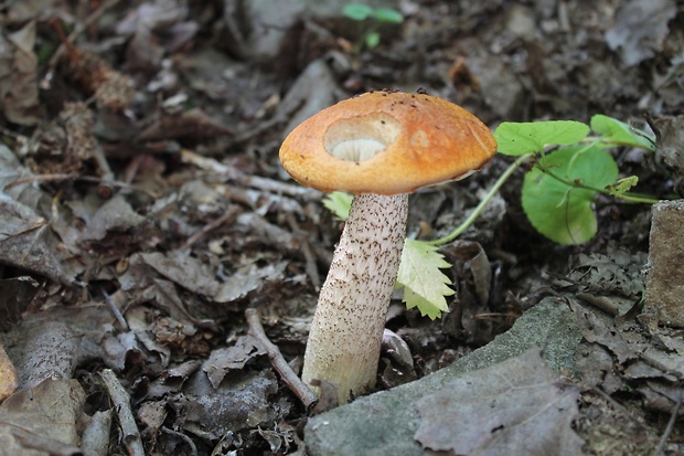 kozák osikový Leccinum albostipitatum den Bakker & Noordel.