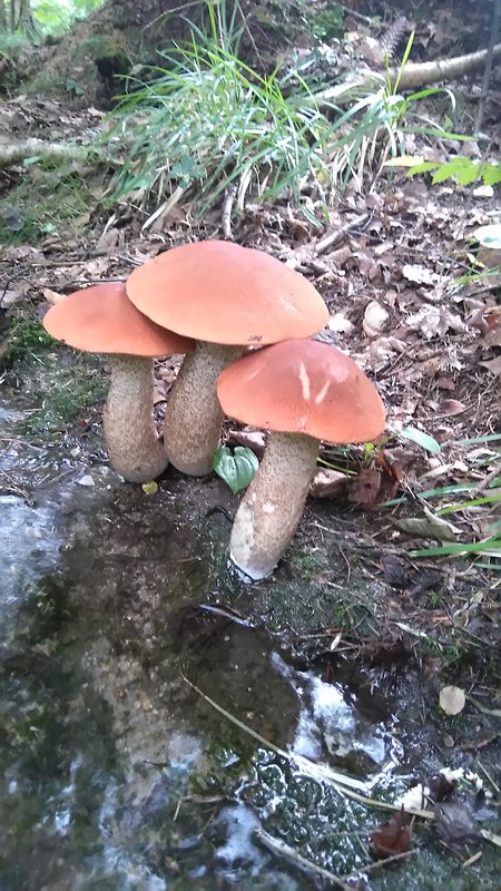 kozák osikový Leccinum albostipitatum den Bakker & Noordel.