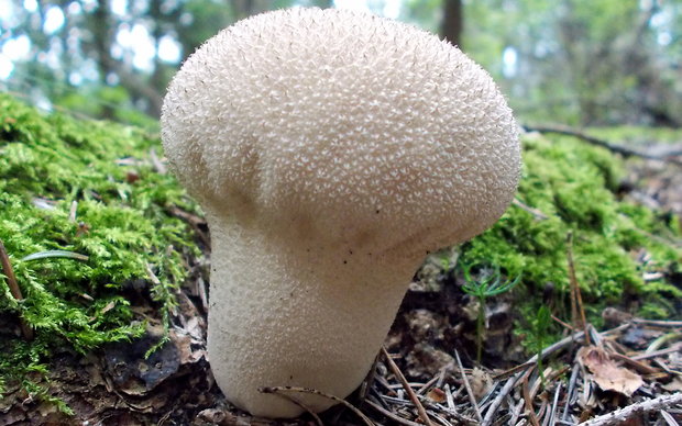 prášnica bradavičnatá Lycoperdon perlatum Pers.