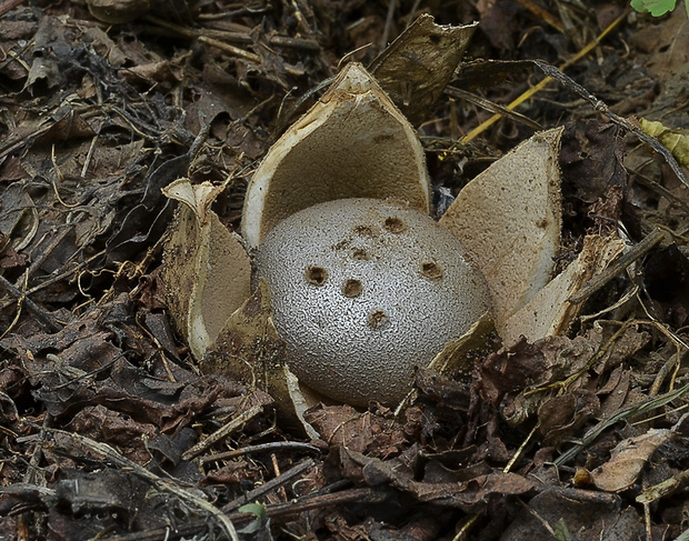 mnohokrčka dierkovaná Myriostoma coliforme (Dicks.) Corda