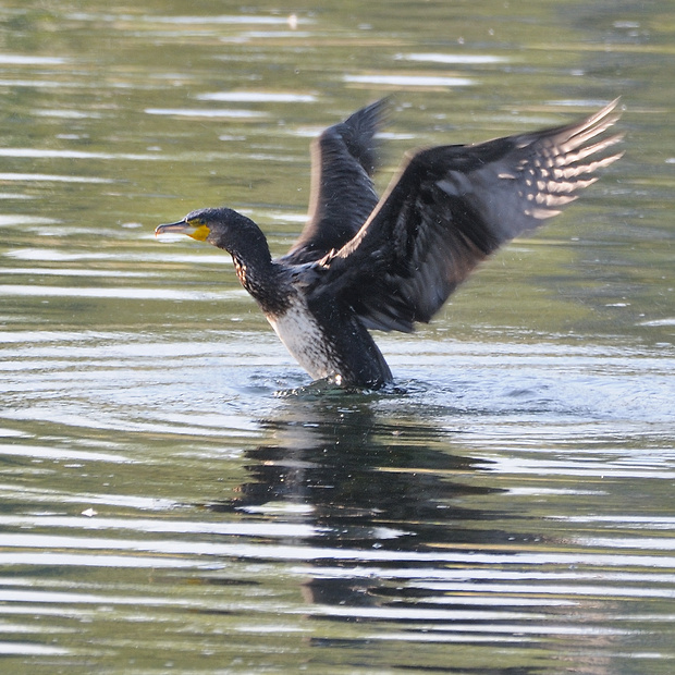 kormorán veľký Phalacrocorax carbo