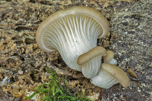 hliva buková Pleurotus pulmonarius (Fr.) Quél.